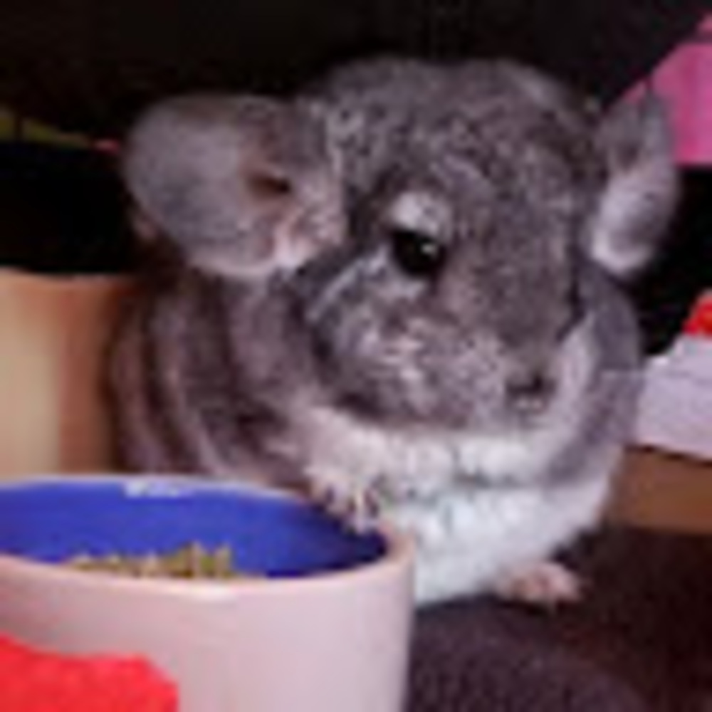 Meet your Posher, Angelica